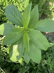 Corchorus capsularis