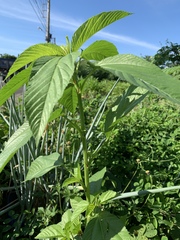 Corchorus capsularis