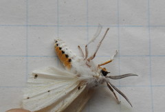 Spilosoma dubia