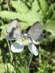 Celastrina echo cinerea