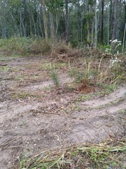 Macrozamia pauli-guilielmi