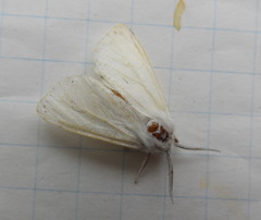 Spilosoma dubia