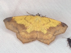 Antepione thisoaria