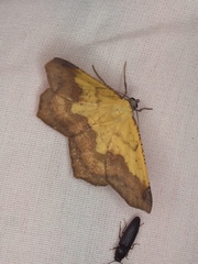 Antepione thisoaria