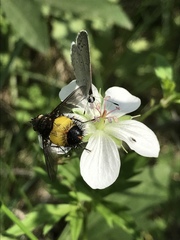 Xanthoepalpus bicolor