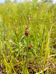 Juncus nodosus