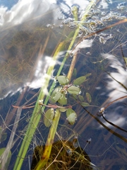 Potamogeton spirillus