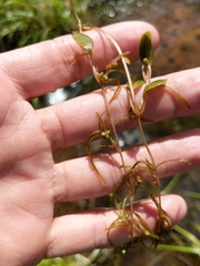 Potamogeton spirillus