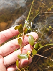 Potamogeton spirillus