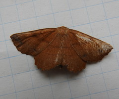 Euchlaena johnsonaria