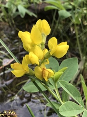 Thermopsis