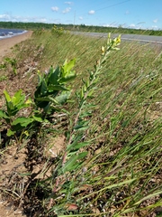 Oenothera oakesiana