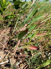Oenothera oakesiana