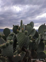 Opuntia joconostle