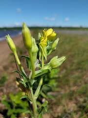Oenothera oakesiana