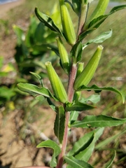 Oenothera oakesiana