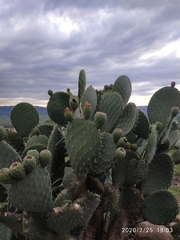 Opuntia joconostle