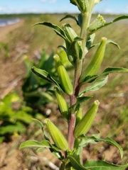 Oenothera oakesiana