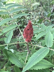 Rhus typhina