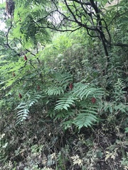Rhus typhina