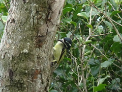 Pogoniulus bilineatus