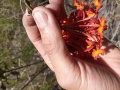Epidendrum ibaguense