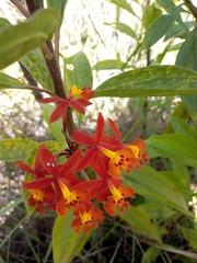 Epidendrum ibaguense