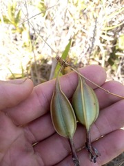 Epidendrum ibaguense