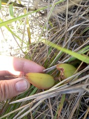 Epidendrum ibaguense
