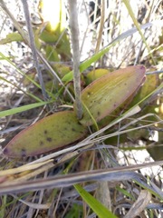 Epidendrum ibaguense