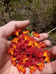 Epidendrum ibaguense