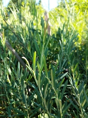 Andromeda polifolia latifolia