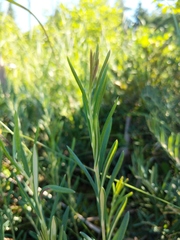 Andromeda polifolia latifolia