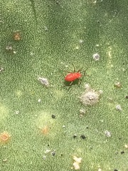 Hesperolabops mexica