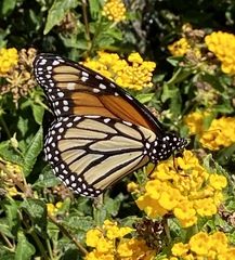 Danaus plexippus