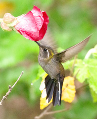 Blue-Throated Hummingbird photo 1