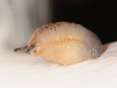 Pallifera dorsalis