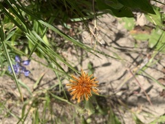 Agoseris aurantiaca