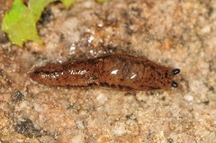 Pallifera fosteri