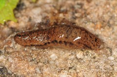 Pallifera fosteri