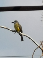 Tyrannus melancholicus