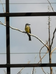 Tyrannus melancholicus