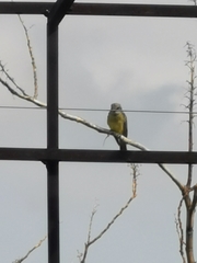 Tyrannus melancholicus