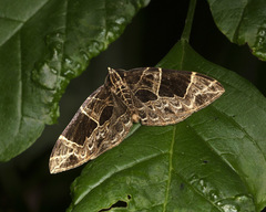 Gandaritis atricolorata