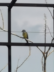 Tyrannus melancholicus