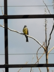 Tyrannus melancholicus