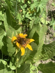 Euphydryas gillettii