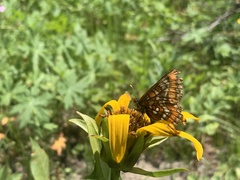 Euphydryas gillettii