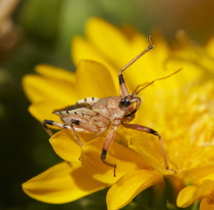 Rhynocoris ventralis