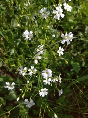 Gypsophila elegans